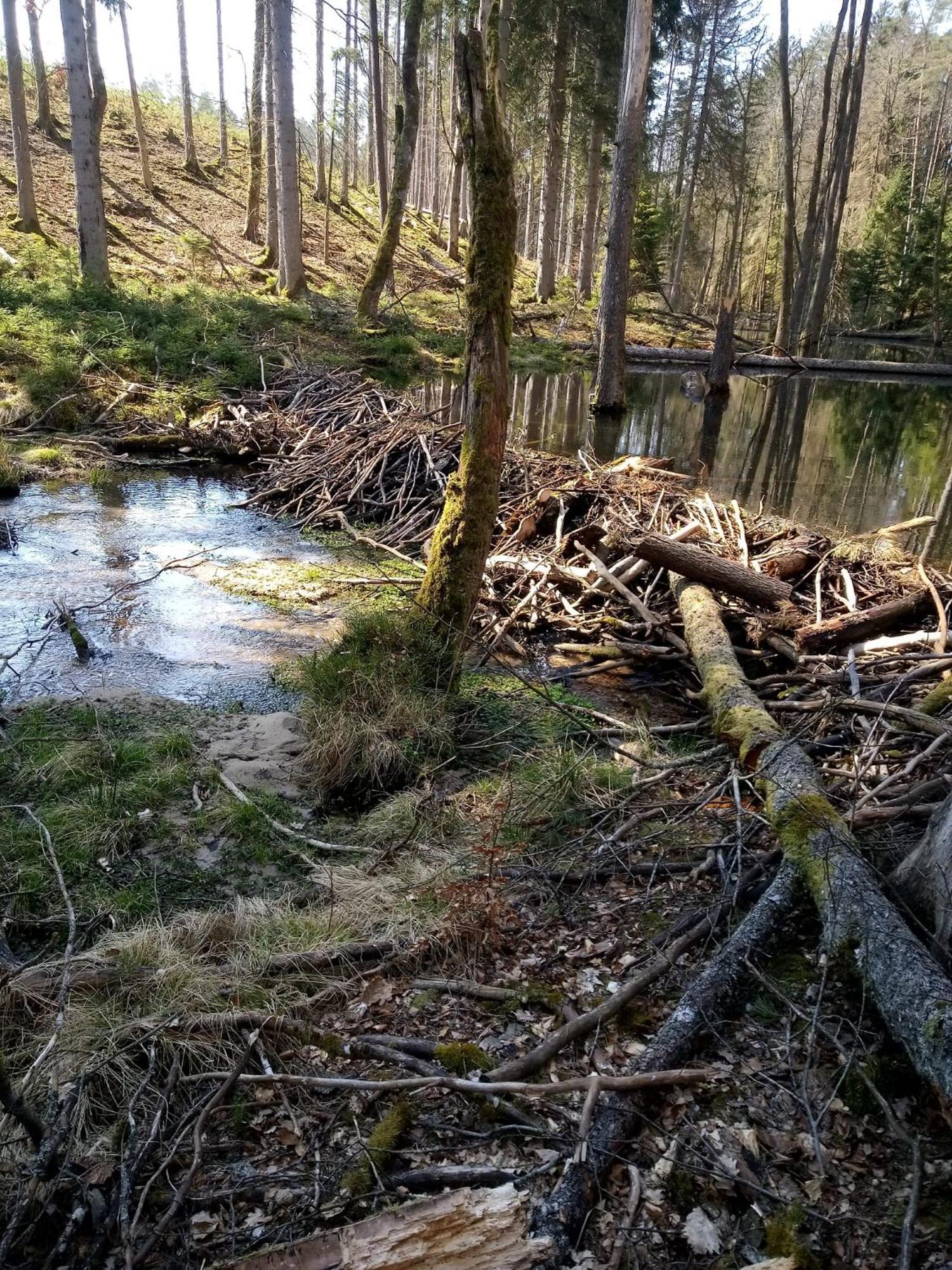 Domek Na Kaszubach, Borowy Mlyn, Jezioro Gwiazda, Sauna, 3 Exterior foto